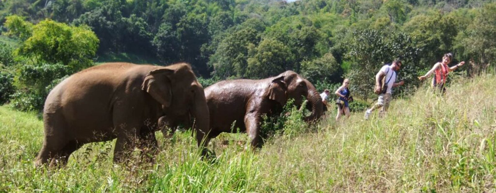 Northern Thailand: Elephants & History