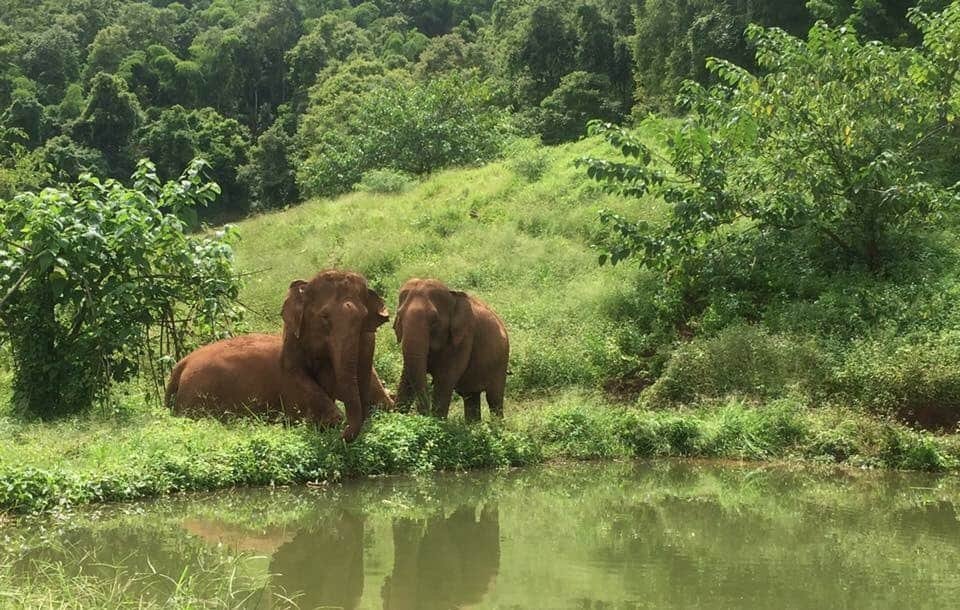 Northern Thailand: Elephants & History